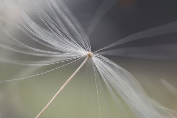 Dandelion 06