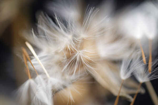 Dandelion 07