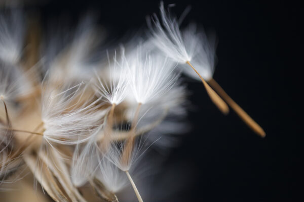 Dandelion 08