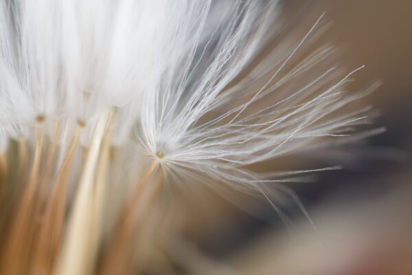 Dandelion 11