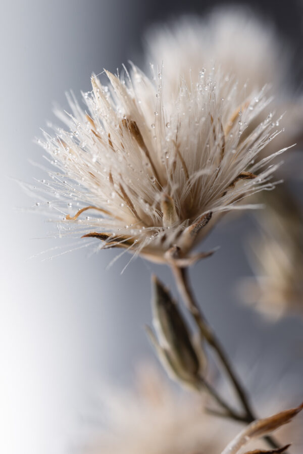 Dandelion 23