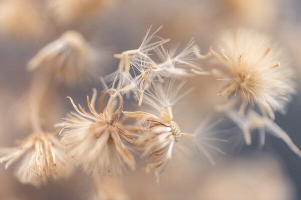 Dandelion 26