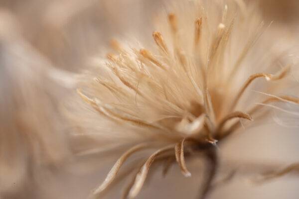 Dandelion 27